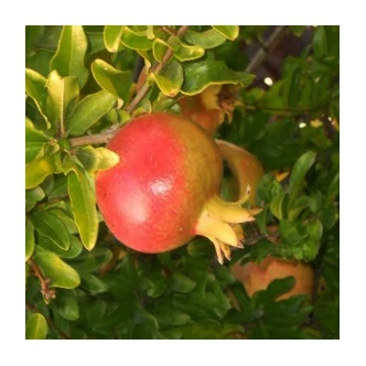 Punica granatum 'Hicaz' – Gránátalma (termő) Punica granatum 'Hicaz' – Gránátalma (termő)