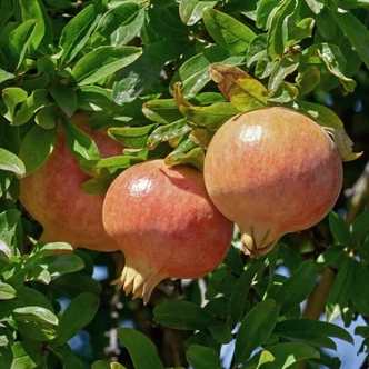 Punica granatum 'Kazake' – Gránátalma Punica granatum 'Kazake' – Gránátalma
