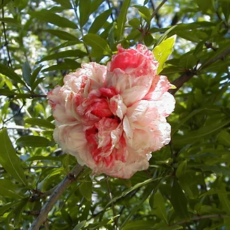 Punica granatum 'Legrelliae' – Teltvirágú dísz-gránátalma Punica granatum 'Legrelliae' – Teltvirágú dísz-gránátalma