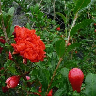 Punica granatum 'Wonderful' – Gránátalma (termő) Punica granatum 'Wonderful' – Gránátalma (termő)