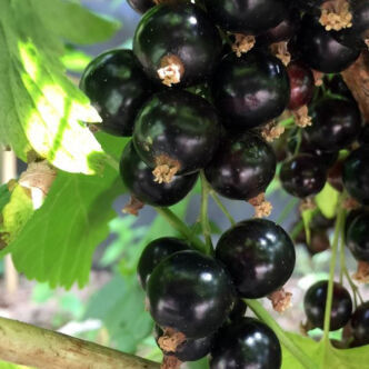 Ribes nigrum 'Ben Hope' fekete ribizli
