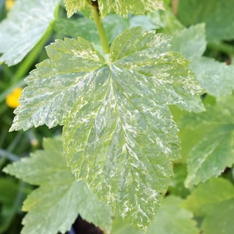 Ribes americanum 'Variegatum' – Ribiszke, ribizli