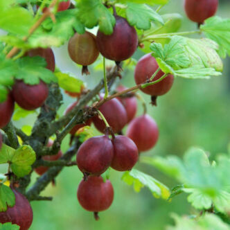 Ribes grossularia (syn.: Ribes uva-crispa) 'Captivator' – Egres