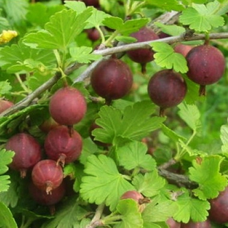 Ribes grossularia (syn.: Ribes uva-crispa) 'Spinefree' (syn.: 'Bezkolcowy') - Tüskétlen egres