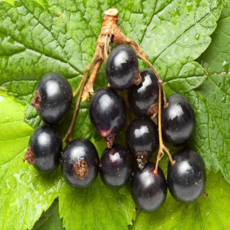 Ribes nigrum 'Ben Sarek' – Fekete ribiszke