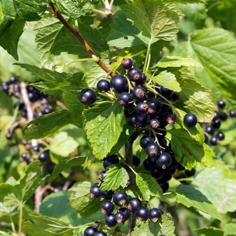 Ribes nigrum 'Blackdown' (syn.: 'Black Down') – Fekete ribizli