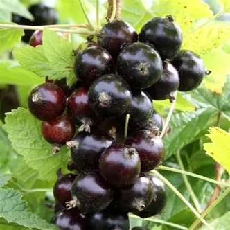 Ribes nigrum Cassisima® 'Black Marble'® – Fekete ribizli