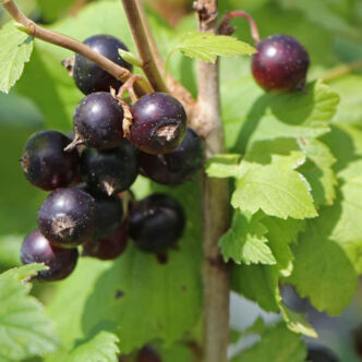 Ribes nigrum 'Hedda' – Fekete ribizli