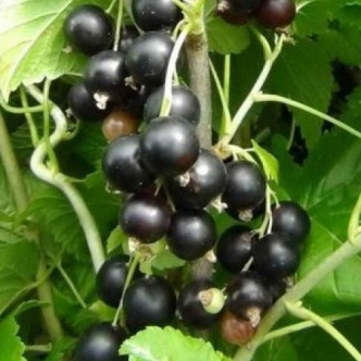 Ribes nigrum 'Ruben' – Fekete ribiszke