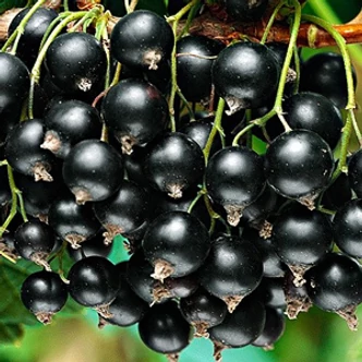 Ribes nigrum 'Titania' – Fekete ribizli