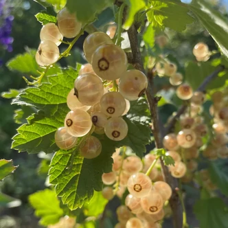 Ribes rubrum 'Blanka' - Fehér ribizli