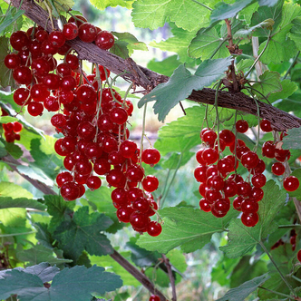Ribes rubrum 'Junifer' piros ribiszke (bokor)