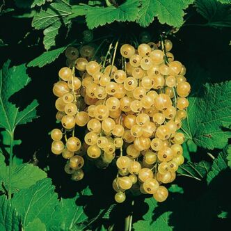 Ribes rubrum 'Weisse Versailler' (syn.: ’Versaillaise Blanche') – Fehér ribizli