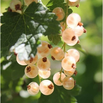 Ribes rubrum 'Zitavia' – Fehér ribizli 