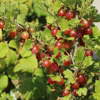Ribes grossularia (syn.: Ribes uva-crispa) 'Redeva' – Egres