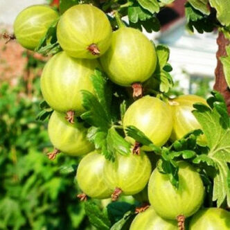 Ribes grossularia (syn.: Ribes uva-crispa) 'Rodnik' – Egres