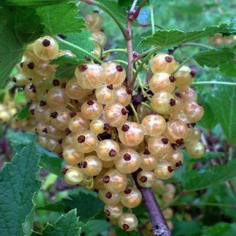 Ribes rubrum 'Witte Hollander' – Fehér ribizli