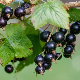 Ribes nigrum 'Wernisaz' - Fekete ribizli