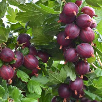 Ribes grossularia (syn.: Ribes uva-crispa) 'Niesluchowski' – Egres