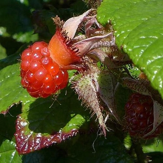 Rubus idaeus 'Betty Ashburner' – Örökzöld málna
