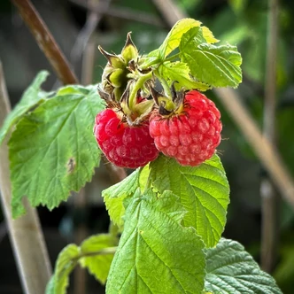 Rubus idaeus 'Fertődi Zamatos' - Málna (rezisztens)