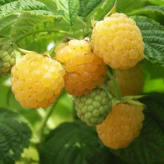 Rubus idaeus 'Golden Everest' – Málna (sárga)