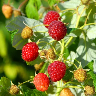 Rubus idaeus 'Heritage' – Folytontermő málna
