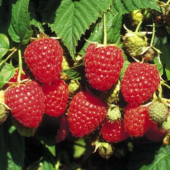 Rubus idaeus 'Himbo Top' (syn.: 'Rafzaqu') - Málna