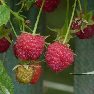 Rubus idaeus Primeberry® 'Autumn Belle'® – Málna (őszi)