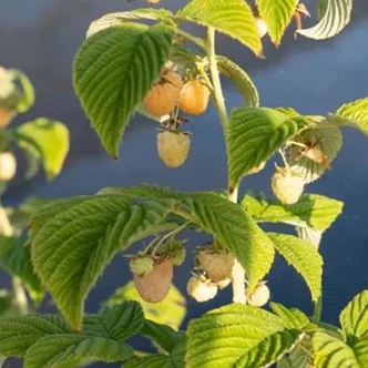 Rubus idaeus Primeberry® 'Autumn Sun'® – Málna (őszi, sárga)