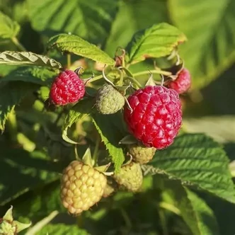 Rubus idaeus Schlaraffia® 'Naschmich'® – Málna (tüske nélküli)