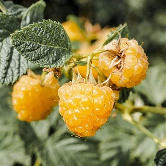 Rubus idaeus Twotimer® 'Sugana Yellow' – Folytontermő málna (sárga)