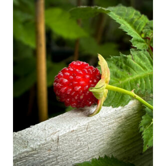 Rubus illecebrosus – Japán szamócamálna
