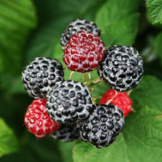 Rubus occidentalis 'Black Jewel' – Fekete málna