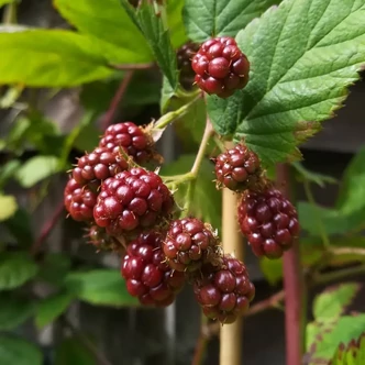 Rubus ursinus x idaeus 'Thornless Boysenberry' – Amerikai szedermálna, Boysen bogyó Rubus ursinus x idaeus 'Thornless Boysenberry' – Amerikai szedermálna, Boysen bogyó