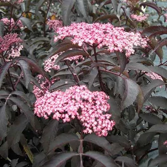 Sambucus nigra f. porphyrophylla 'Blue Sheen' (syn.: 'Hyfsheen') – Fekete díszbodza