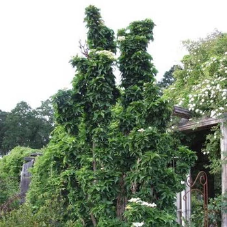 Sambucus nigra 'Pyramidalis' – Bodza