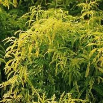 Sambucus racemosa 'Goldenlocks' – Aranylombú fürtös bodza
