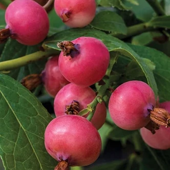 Vaccinium corymbosum 'Pink Blueberry' – Magasbokrú áfonya (cserjés vagy fürtös áfonya)