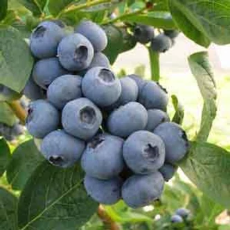 Vaccinium corymbosum 'Toro' – Magasbokrú áfonya (cserjés vagy fürtös áfonya)