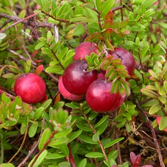 Vaccinium macrocarpon 'Early Black' – Tőzegáfonya