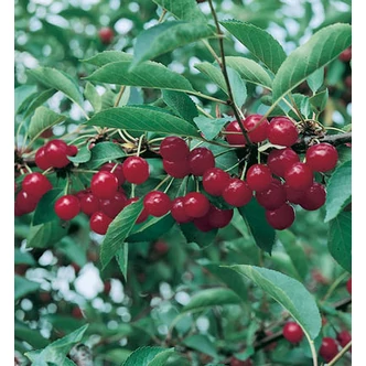 'Újfehértói fürtös' meggyfa (öntermékeny) (extra méretű koros)