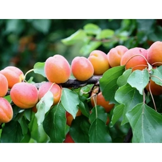 'Bergeron' kajszi – Extra méretű koros kajszi