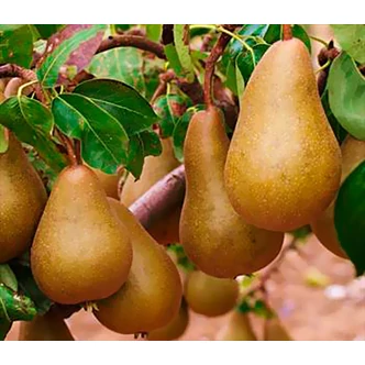 'Bosc kobak' körte (konténeres)