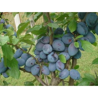 'Cacanska Lepotica' (syn.:'Cacaks Beauty', 'Cacaks Schöne') szilvafa (koros konténeres) 'Cacanska Lepotica' (syn.:'Cacaks Beauty', 'Cacaks Schöne') szilvafa (koros konténeres)