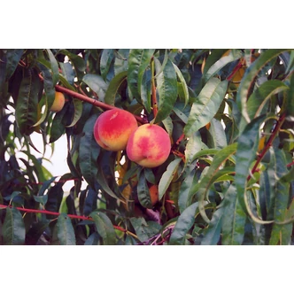 'Cresthaven' őszibarackfa (fiatal konténeres csemete)