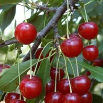 'Debreceni bőtermő' meggyfa (öntermékeny) (konténeres)
