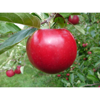 'Idared' alma – Extra méretű koros alma