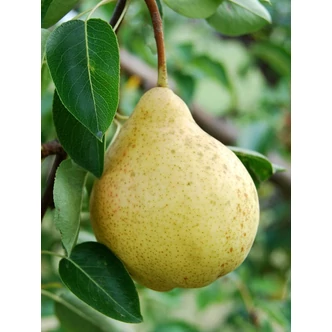 'Ilonka' (syn.: 'Nyári vajkörte', 'Duval') rezisztens nyári körtefa (konténeres)
