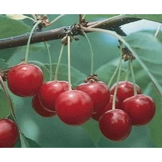 'Kántorjánosi 3' meggyfa (öntermékeny) (extra méretű koros)